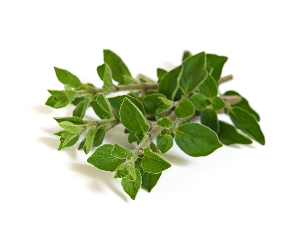 Ein Zweig frischer Oregano mit grünen Blättern liegt auf einem weißen Hintergrund. Die Blätter sind oval und leicht behaart, mit helleren Rändern.
