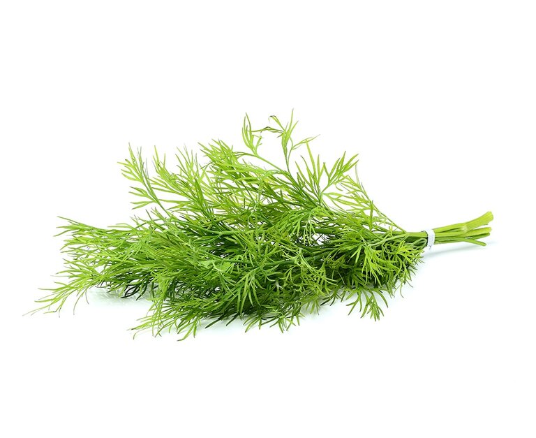Ein frischer Bund Dill mit feinen, grünen Blättern. Die Pflanze hat eine buschige Form und die Stängel sind leicht verwundet.