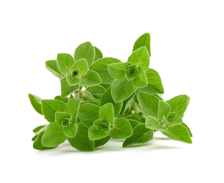 Ein Bündel frischer Oregano-Blätter auf weißem Hintergrund. Die grünen Blätter sind oval und leicht gewellt, angeordnet in einer kreisförmigen Anordnung.